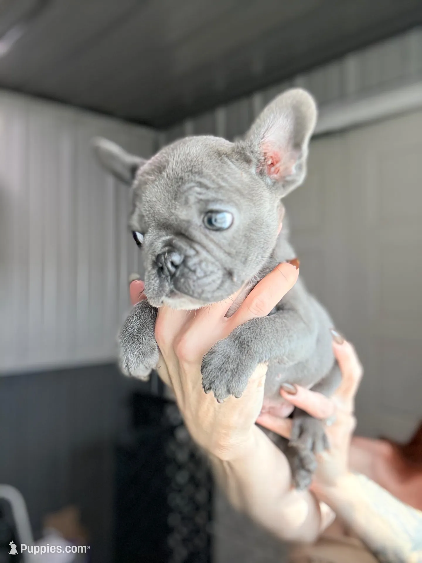 Thunder – French Bulldog puppy for sale in Red Oak, OK