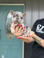 Ace, a male French Bulldog for sale in Red Oak, OK – 6 of 8