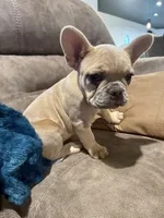 Cloudy, a female French Bulldog for sale in Red Oak, OK – Photo 4 of 6