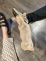 Cloudy, a female French Bulldog for sale in Red Oak, OK – Photo 5 of 6