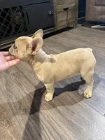 Cloudy, a female French Bulldog for sale in Red Oak, OK – Photo 6 of 6