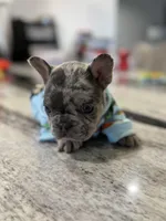 Ace, a male French Bulldog for sale in Red Oak, OK – 7 of 8