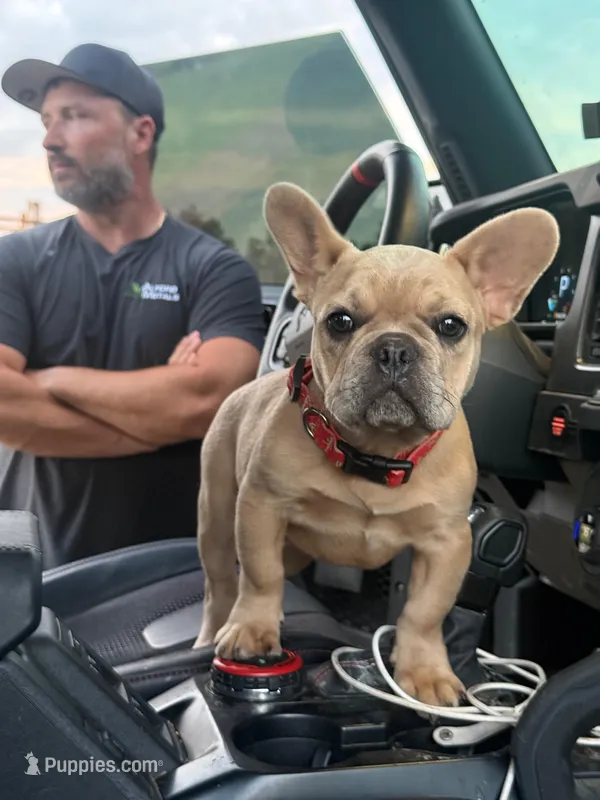 Oats- Fawn Merle  – French Bulldog puppy for sale in Red Oak, OK