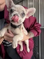 Banks- Lilac Merle, a male French Bulldog for sale in Red Oak, OK – 2 of 8