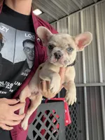 Banks- Lilac Merle, a male French Bulldog for sale in Red Oak, OK – 4 of 8