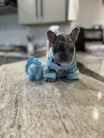 Ace, a male French Bulldog for sale in Red Oak, OK – 5 of 8