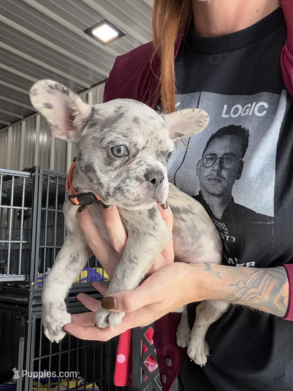 Queenie- Blue Merle – French Bulldog puppy for sale in Red Oak, OK