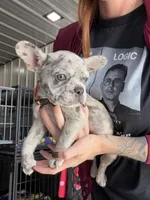 Queenie- Blue Merle, a female French Bulldog for sale in Red Oak, OK – 1 of 3