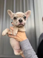 Banks- Lilac Merle, a male French Bulldog for sale in Red Oak, OK – 5 of 8