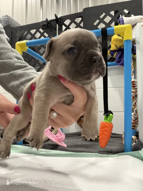 Rio – French Bulldog puppy for sale in Red Oak, OK