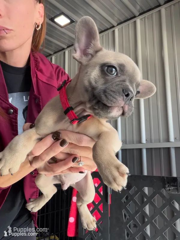 Ace – French Bulldog puppy for sale in Red Oak, OK