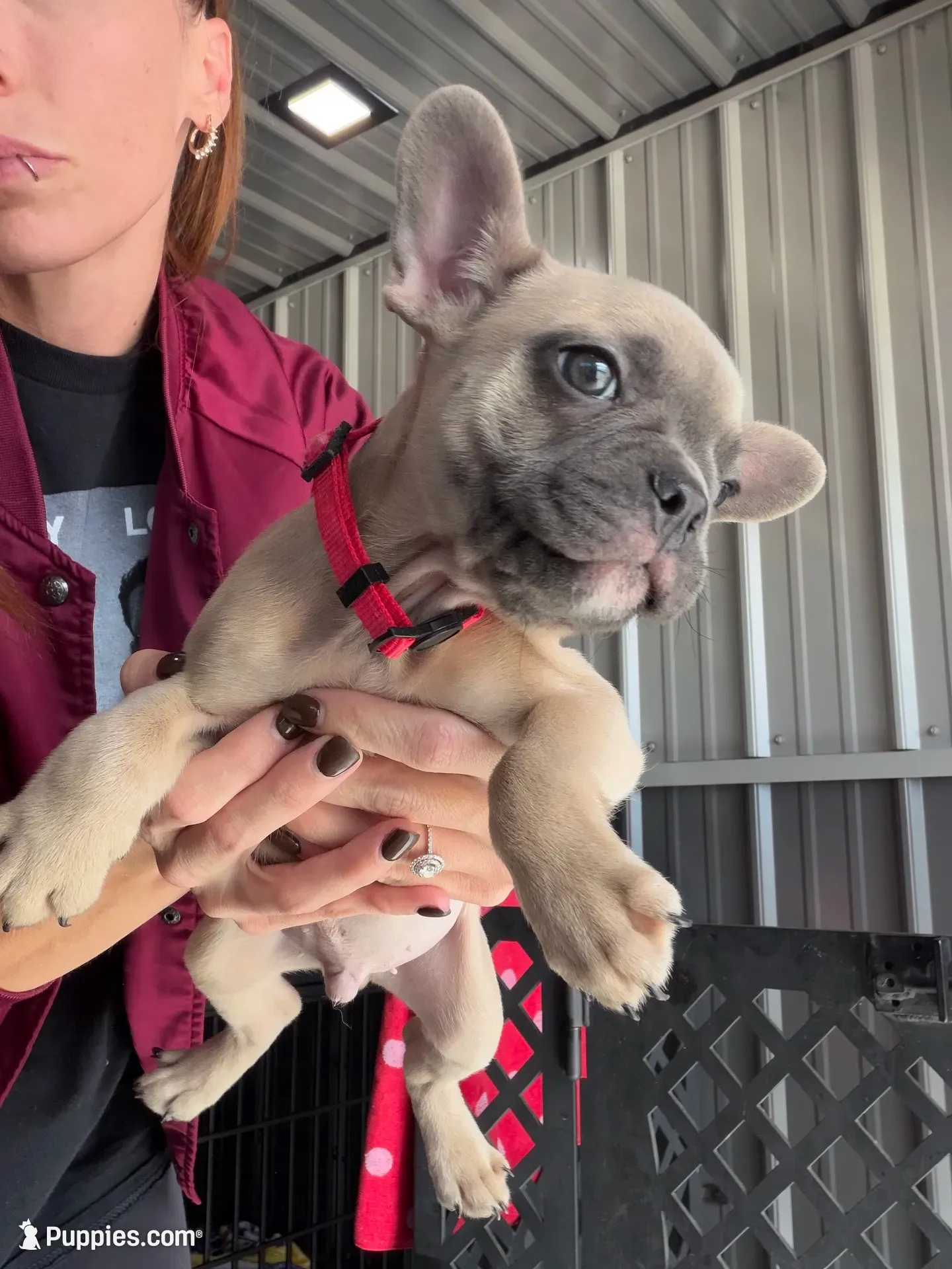 Ace, a male French Bulldog for sale in Red Oak, OK – 1 of 2