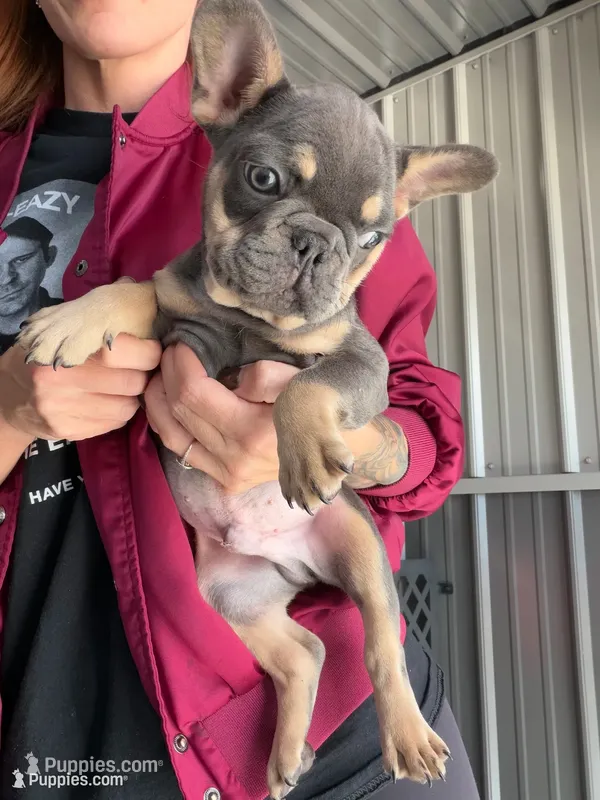 Ollie- Blue & Tan  – French Bulldog puppy for sale in Red Oak, OK