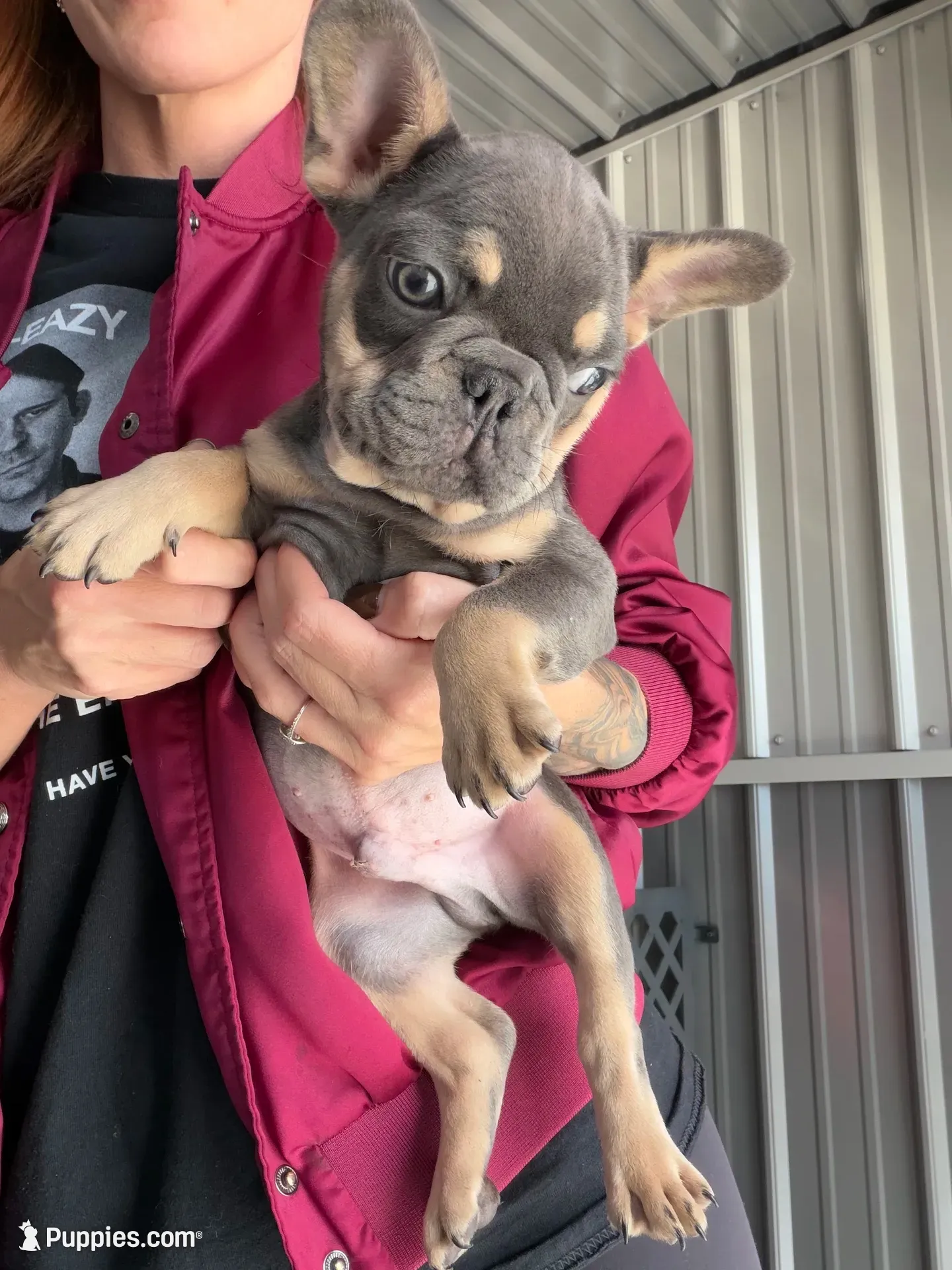 Ollie- Blue & Tan , a male French Bulldog for sale in Red Oak, OK – 1 of 2