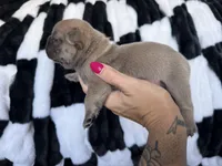Ace, a male French Bulldog for sale in Red Oak, OK – 4 of 4