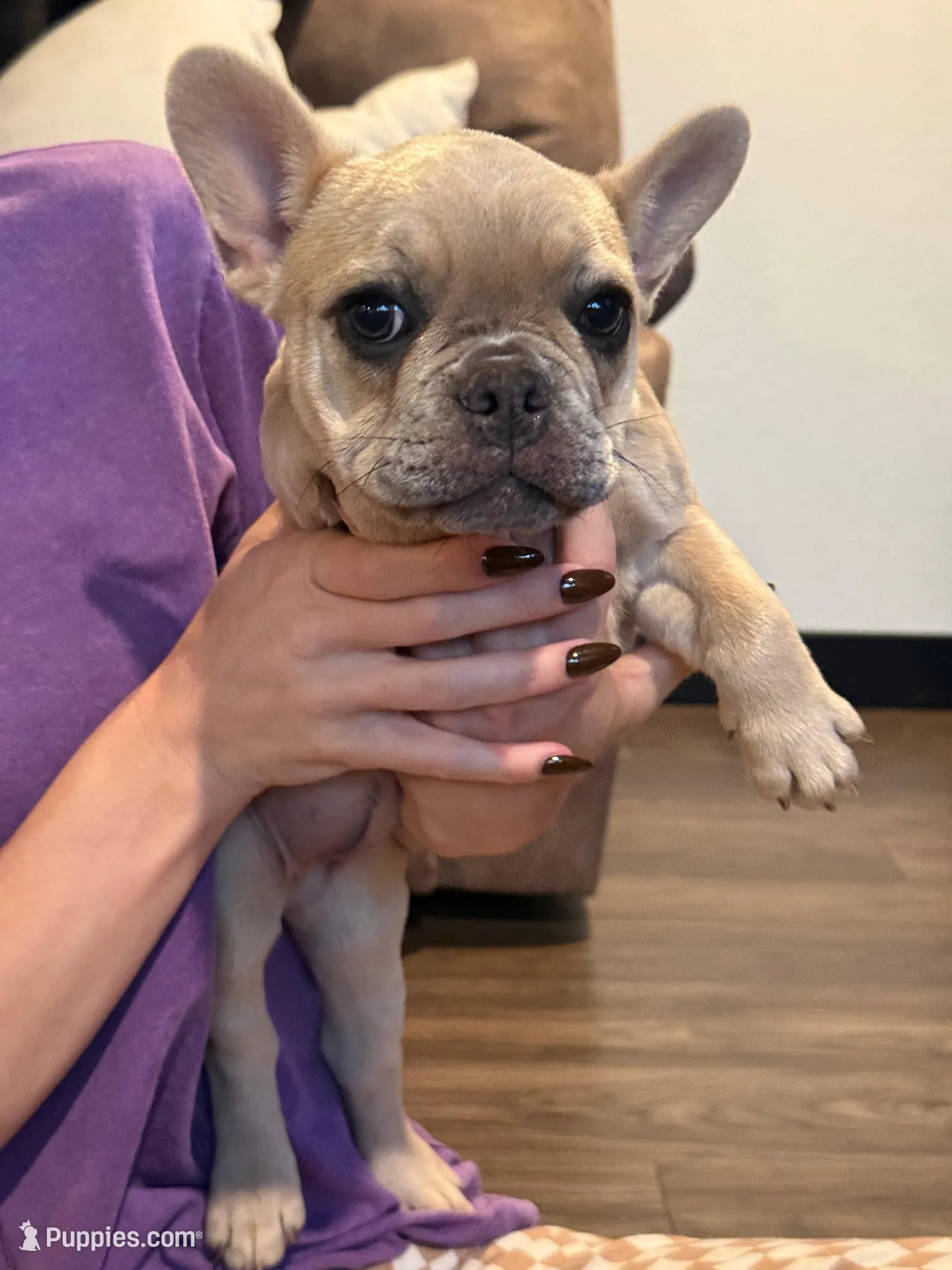 Cloudy, a female French Bulldog for sale in Red Oak, OK – Photo 3 of 6