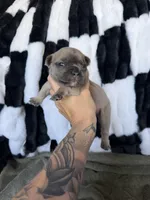 Ace, a male French Bulldog for sale in Red Oak, OK – 3 of 4