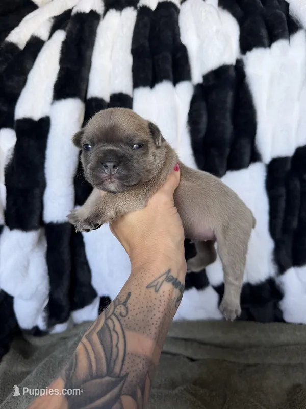 Ace – French Bulldog puppy for sale in Red Oak, OK