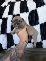 Ace, a male French Bulldog for sale in Red Oak, OK – 1 of 4