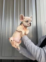 Banks- Lilac Merle, a male French Bulldog for sale in Red Oak, OK – 3 of 8