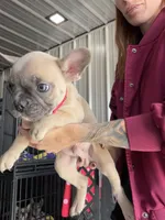 Ace, a male French Bulldog for sale in Red Oak, OK – 2 of 2
