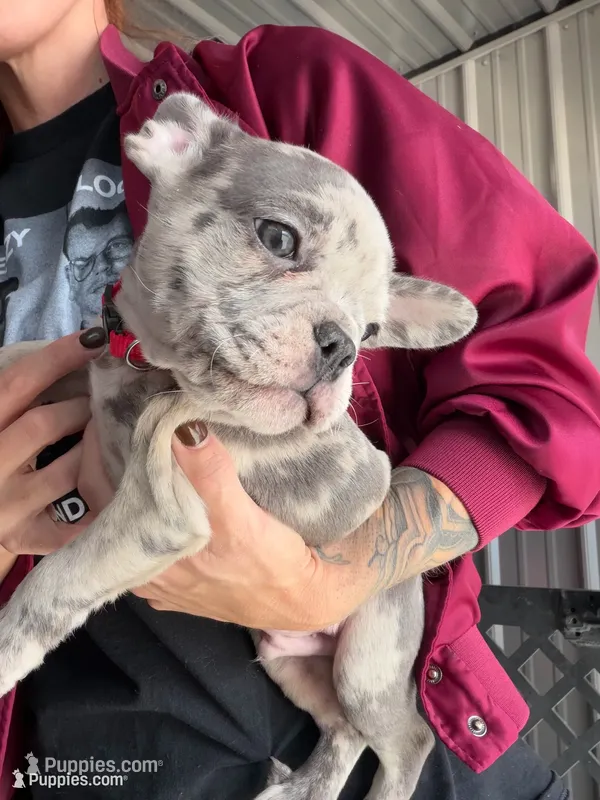 Rio- Blue Merle – French Bulldog puppy for sale in Red Oak, OK
