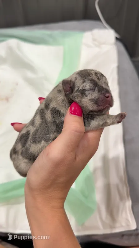 Poppy – French Bulldog puppy for sale in Red Oak, OK