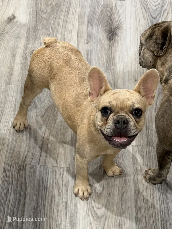 Cloudy- Fawn Merle – French Bulldog puppy for sale in Red Oak, OK