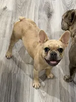 Cloudy- Fawn Merle, a female French Bulldog for sale in Red Oak, OK – 1 of 2