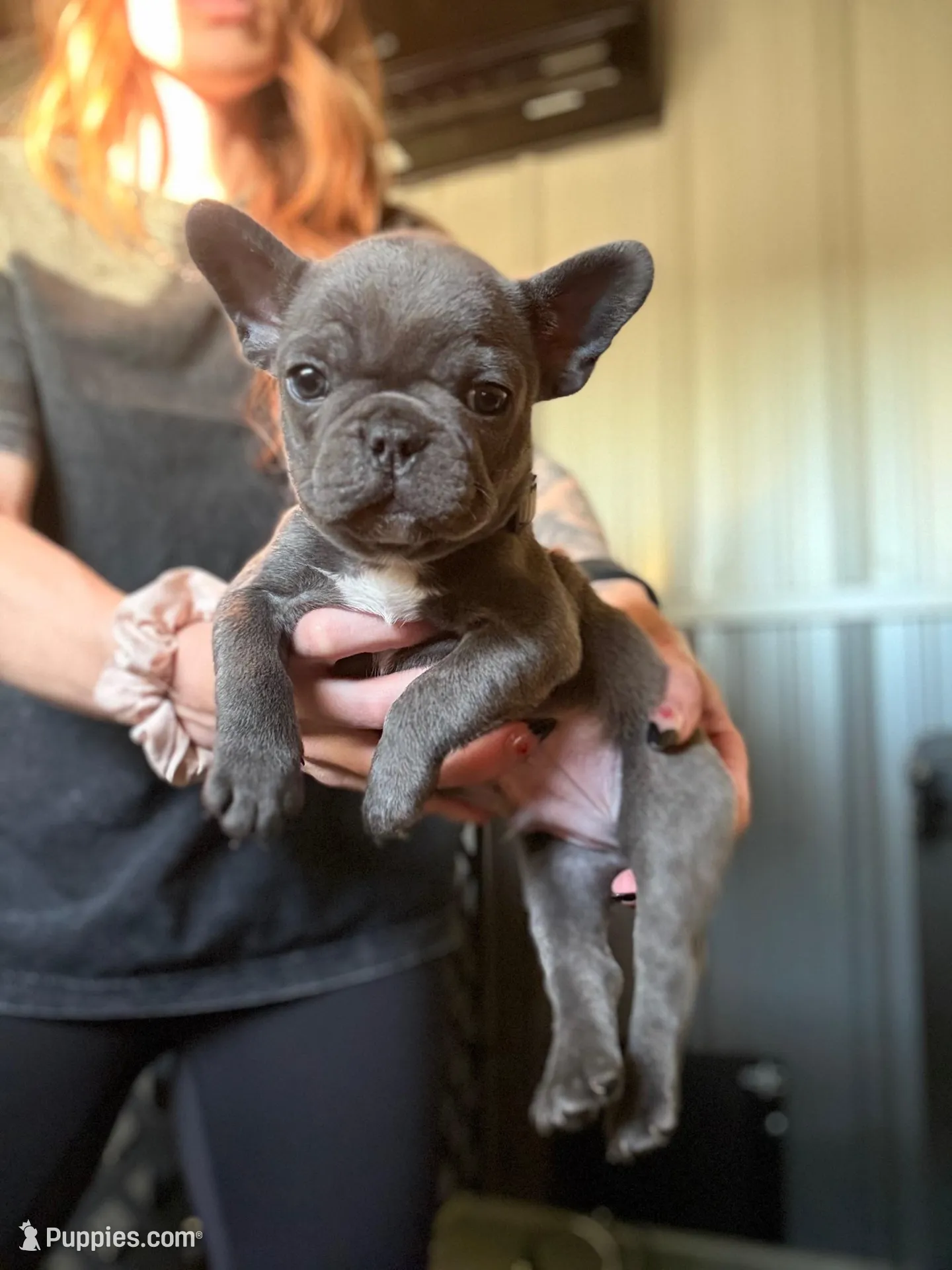 Thunder, a male French Bulldog for sale in Red Oak, OK – Photo 4 of 6