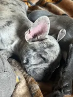 Sunny, a male French Bulldog for sale in Red Oak, OK – Photo 8 of 8