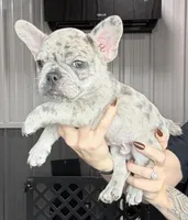 Sunny, a male French Bulldog for sale in Red Oak, OK – Photo 3 of 8