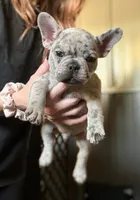 Sunny, a male French Bulldog for sale in Red Oak, OK – Photo 6 of 8
