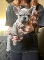 Sunny, a male French Bulldog for sale in Red Oak, OK – Photo 5 of 8