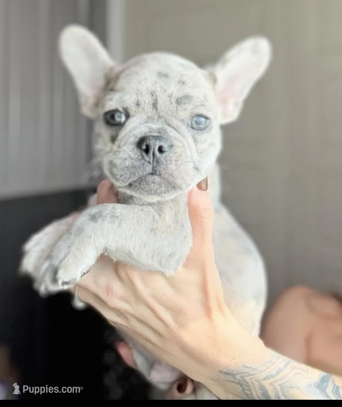 Sunny – French Bulldog puppy on hold in Red Oak, OK