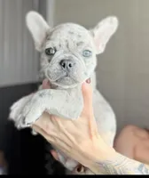 Sunny, a male French Bulldog for sale in Red Oak, OK – Photo 1 of 8