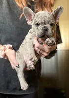 Sunny, a male French Bulldog for sale in Red Oak, OK – Photo 7 of 8