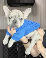 Sunny, a male French Bulldog for sale in Red Oak, OK – Photo 4 of 8