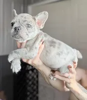 Sunny, a male French Bulldog for sale in Red Oak, OK – Photo 2 of 8