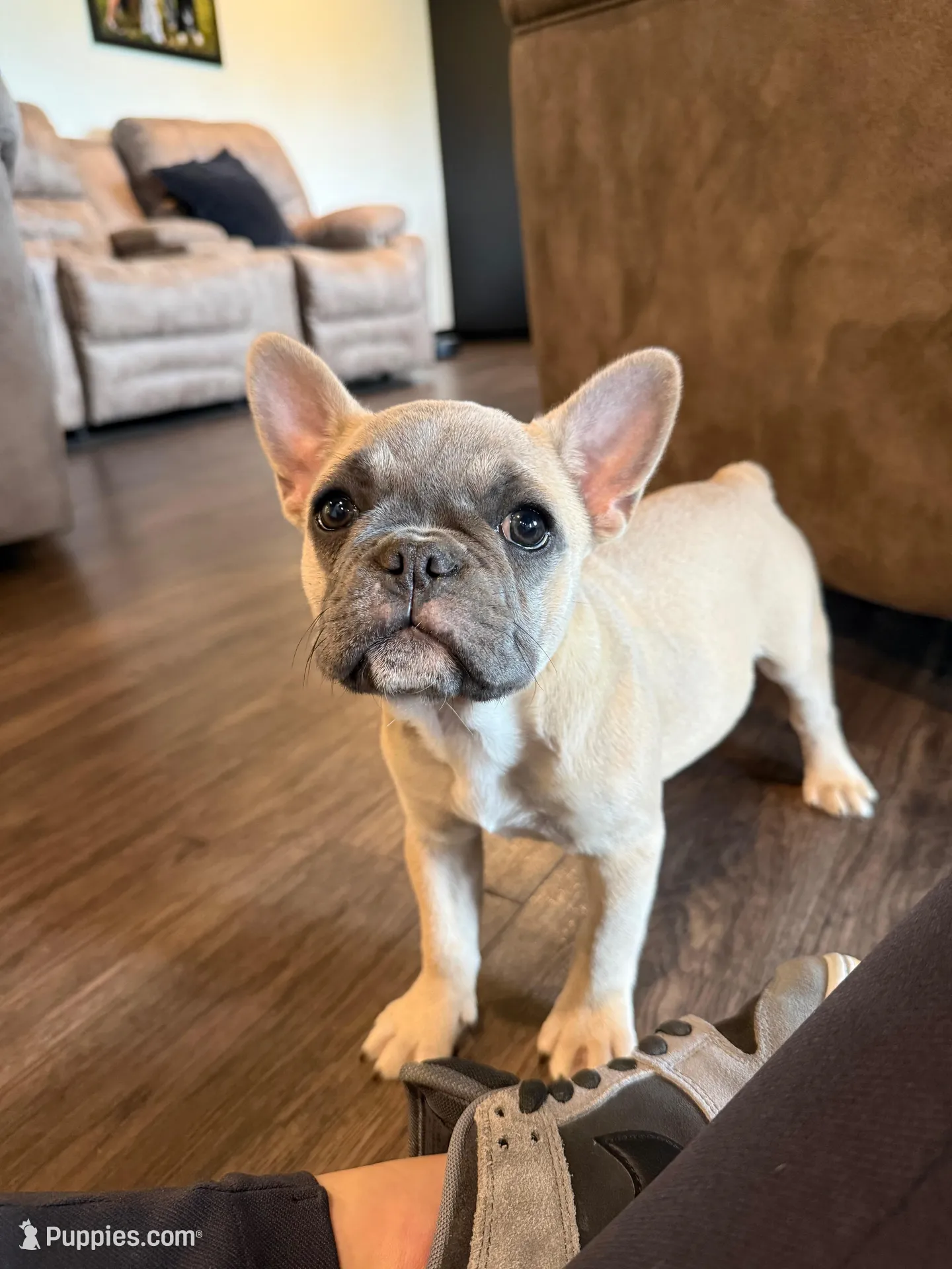 Breezy, a female French Bulldog for sale in Red Oak, OK – Photo 2 of 2