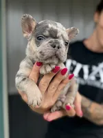 Ace, a male French Bulldog for sale in Red Oak, OK – 2 of 8