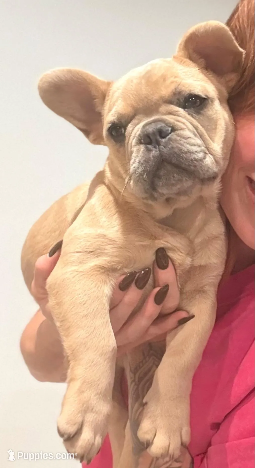 Oats- Fawn Merle , a male French Bulldog for sale in Red Oak, OK – Photo 2 of 10