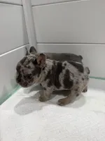 Ace, a male French Bulldog for sale in Red Oak, OK – 8 of 8