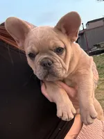 Oats- Fawn Merle , a male French Bulldog for sale in Red Oak, OK – Photo 10 of 10