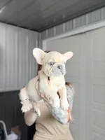 Oats- Fawn Merle , a male French Bulldog for sale in Red Oak, OK – Photo 8 of 10