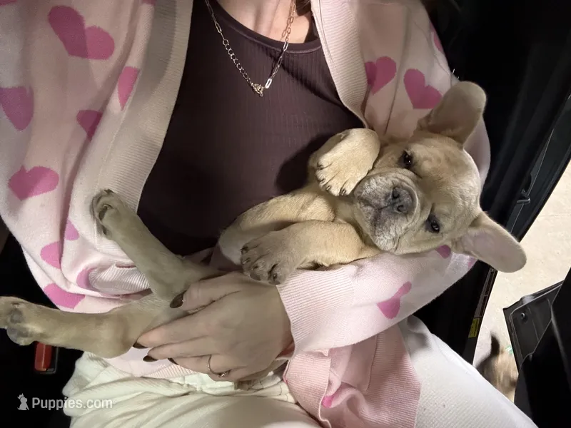 Oats- Fawn Merle  – French Bulldog puppy for sale in Red Oak, OK