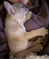 Oats- Fawn Merle , a male French Bulldog for sale in Red Oak, OK – Photo 4 of 10