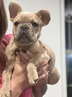 Oats- Fawn Merle , a male French Bulldog for sale in Red Oak, OK – Photo 9 of 10