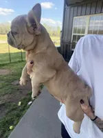 Oats- Fawn Merle , a male French Bulldog for sale in Red Oak, OK – Photo 5 of 10