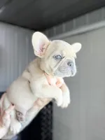 Oats- Fawn Merle , a male French Bulldog for sale in Red Oak, OK – Photo 6 of 10